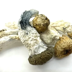 Buy Penis Envy Magic Mushrooms