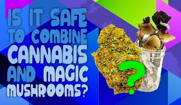 Is it Safe to combine Cannabis and Magic Mushrooms?